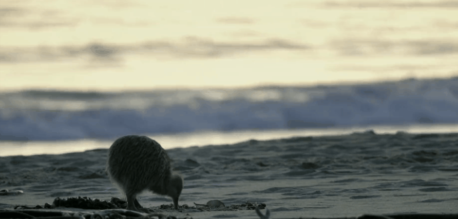 BBC 地球上的神话之岛 孤岛漂泊 小鸟 新西兰 海滩