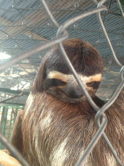 树懒 sloth 挑逗