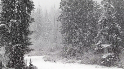 森林 暴雪 冬季 寒冷 白色 白雪皑皑 forest 倒春寒