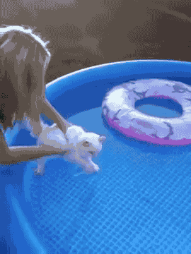 猫咪 水池 可爱 蓝色