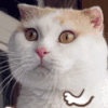猫咪 嘚瑟 跳舞 逗比 魔性表情包