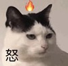 萌宠 猫星人 怒 生气 呆萌 可爱