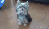 汪星人 聪明 约克夏  神犬