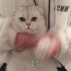 哼 生气 不开心 猫咪