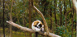 灵长类动物 狐猴 纪录片 躺 树梢