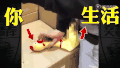 鸡