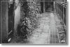 乡间 绿茵 道路