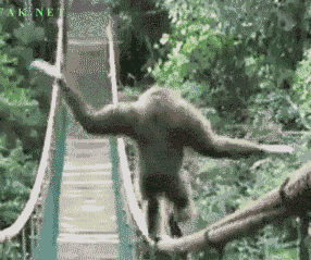 猴子 动物  走  桥 平衡