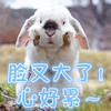 小兔兔 心好累 搞笑 可爱