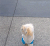 狗 倒立走 可爱 萌宠 看家本领
