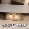 萌宠 猫星人 你的小可爱突然出现 我来了 搞怪 呆萌