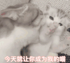 萌宠 猫星人 亲亲 呆萌 可爱