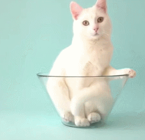 猫星人 雪白 发呆 玻璃碗