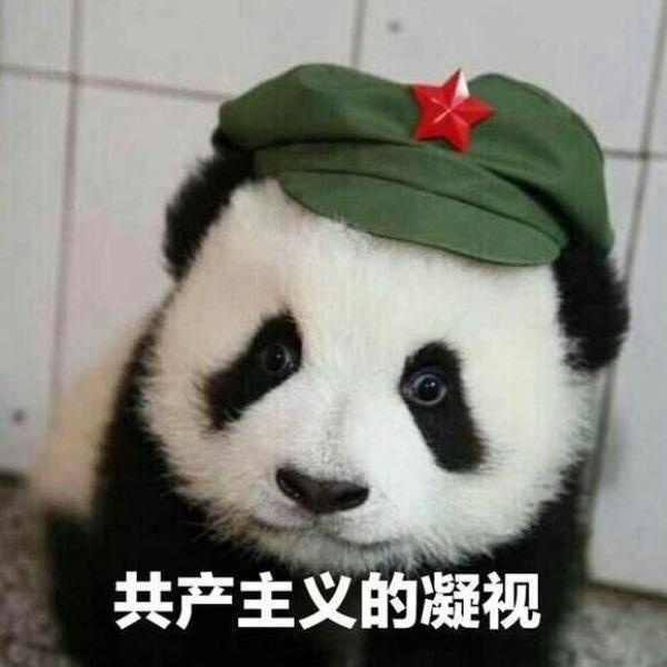 熊猫 可爱 呆萌 搞笑 斗图 共产主义的凝视