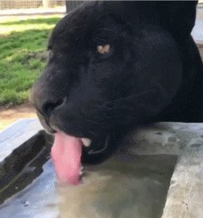 黑豹 喝水 可爱 心不在焉