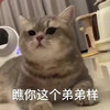 萌宠 猫星人 瞧你那样 嫌弃 呆萌 可爱