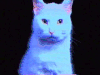 萌宠  猫咪  转头  可爱