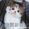 萌宠 猫星人 我要讲话 举手 呆萌 可爱