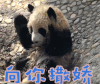 熊猫 向你撒娇 可爱 卖萌