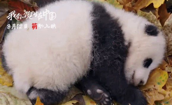 大熊猫 可爱 萌 睡觉
