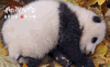 大熊猫 可爱 萌 睡觉