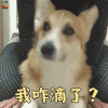 柯基 我咋滴了 蒙圈 soogif soogif出品