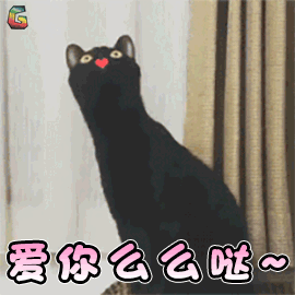 萌宠 猫咪 猫 撩 爱你 么么哒 soogif soogif出品
