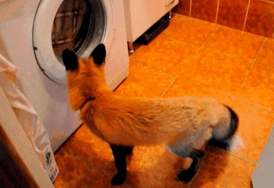 萌宠 狐狸 好奇 洗衣机