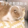 萌宠 喵星人 日子还有啥盼头 生无可恋 桑心 委屈