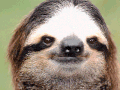 树懒 sloth 太阳镜