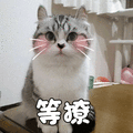 猫 萌宠 喵星人 等撩 卖萌 soogif soogif出品