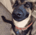 狗狗 笑容 搞笑 可爱