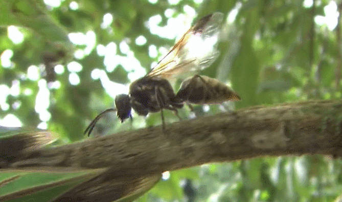 昆虫 模仿大师：哥斯达黎加昆虫 纪录片 黄蜂 刺角蝉群