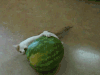 世界 猫 开心 白天 看 猫 国际猫节