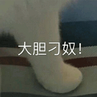 猫 大胆