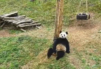 熊猫 瘫倒 可爱 悠闲 萌宠