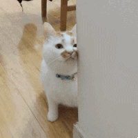 萌宠 猫星人 偷看 搞怪 呆萌