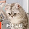 萌宠 猫星人 低头认错 我道歉 搞怪 逗