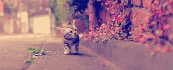 猫咪 街边 走路 花草