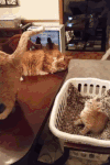 喵星人 囧 蛋疼 萌宠 猫咪 可爱