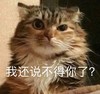 萌宠 猫星人 我还说不得你了 生气 搞怪 呆萌