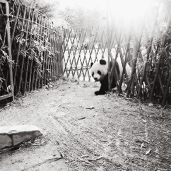 熊猫 动物 行走 栅栏