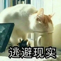 猫咪 逃避现实 喝水 把头藏起来