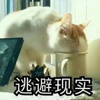 猫咪 逃避现实 喝水 把头藏起来