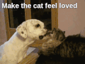 猫 爱 狗