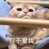 沙雕猫 猫咪 猫 可爱猫 猫表情包 猫咪表情包 小猫