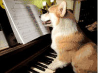 柯基 corgi
