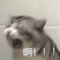 猫咪 崩溃 啊 soogif soogif出品