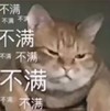 萌宠 喵星人 不满 不开心 搞怪 逗