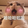 萌宠 猫星人 哈哈哈哈 开心 呆萌 可爱